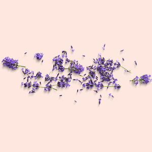 Lavender Buds