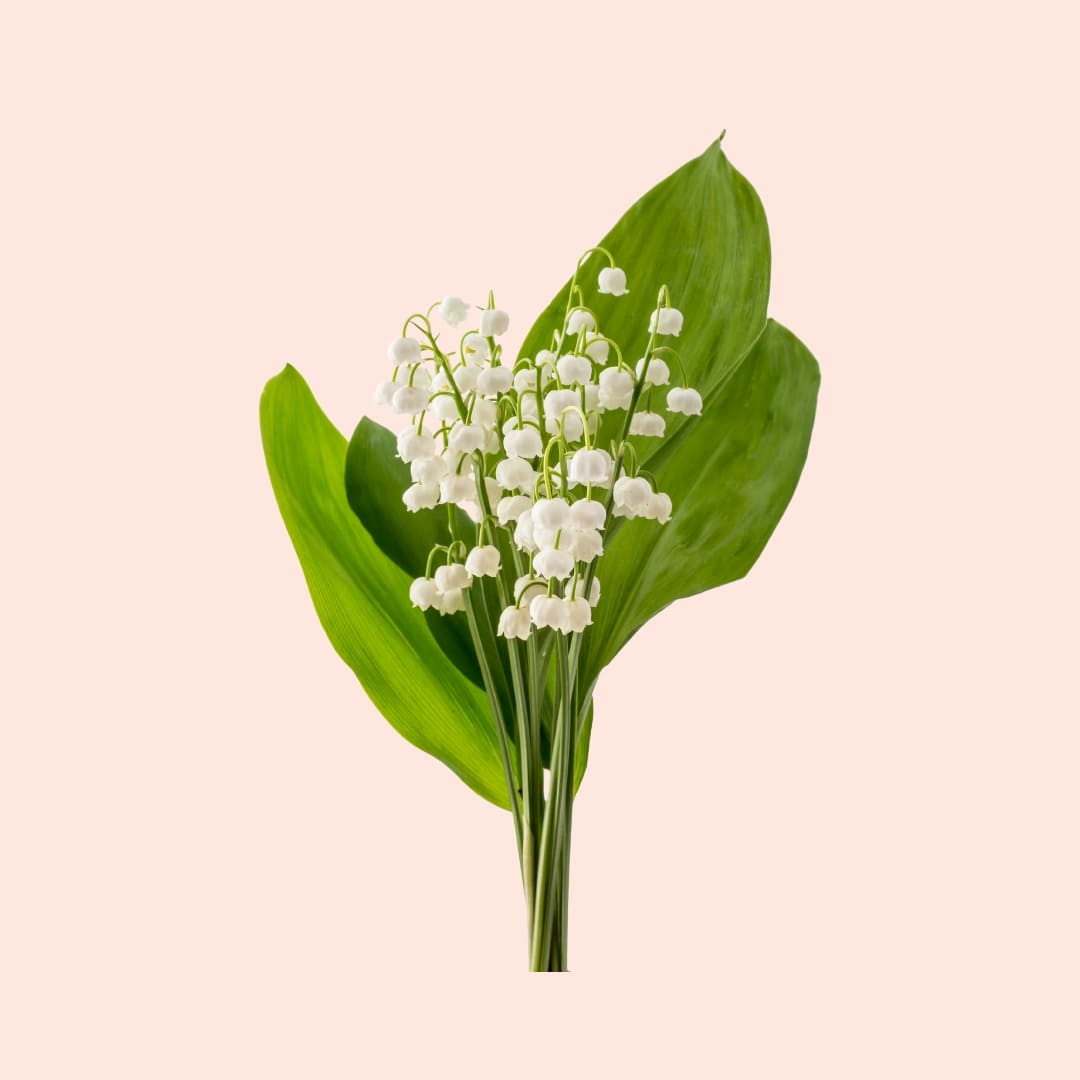 Bouquet of white flowers with green leaves on a light pink background