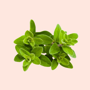 Green leaves on a light pink background