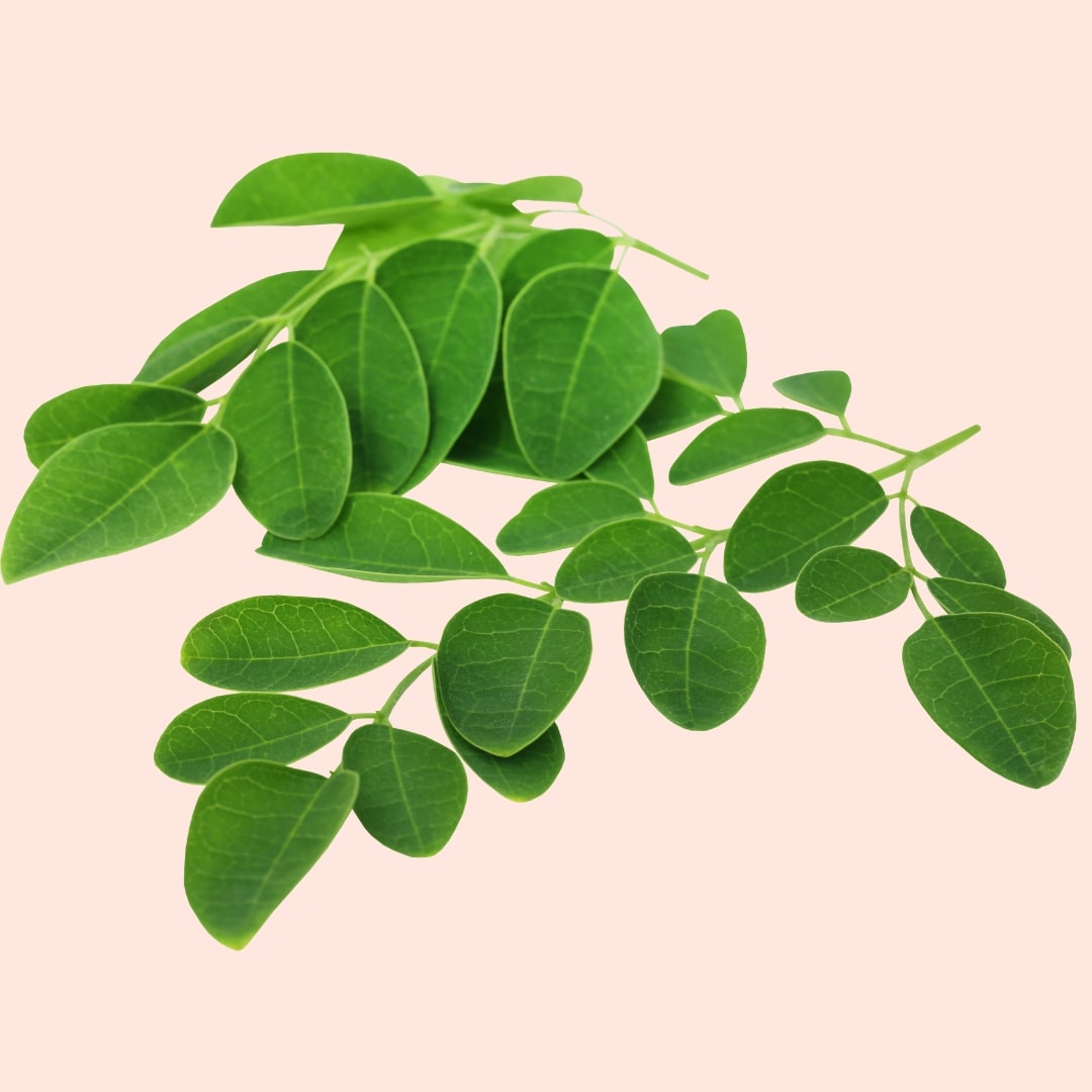 Green leaves on a beige background