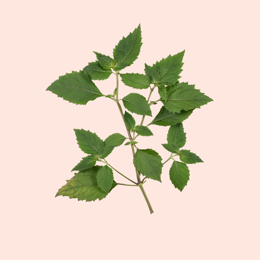 Patchouli_Leaves