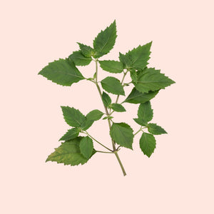 Patchouli_Leaves