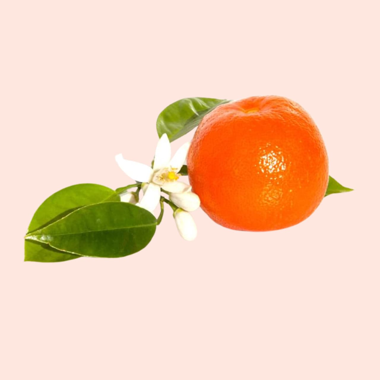 Orange with green leaves and white flowers on a light pink background
