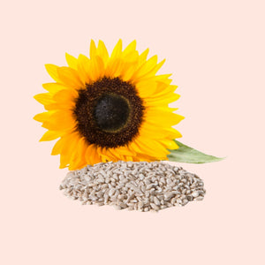 Sunflower with seeds on a light pink background