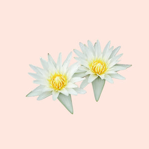 Two white flowers with yellow centers on a light pink background