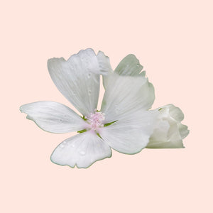 White flower on a light pink background