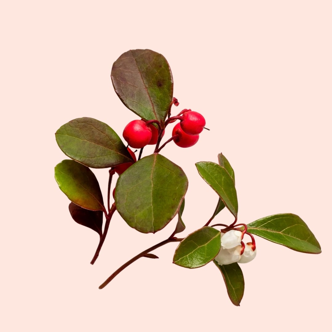 Branch with red berries and green leaves on a light pink background